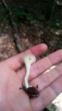 Hohenbuehelia petaloides image