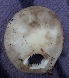 Amanita brunnescens image