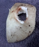 Amanita brunnescens image