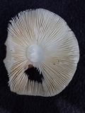 Amanita brunnescens image