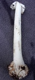 Amanita brunnescens image
