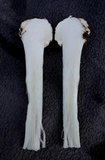 Amanita brunnescens image