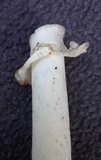 Amanita brunnescens image