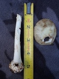 Amanita brunnescens image