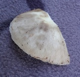 Amanita brunnescens image