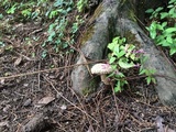 Boletellus ananas image