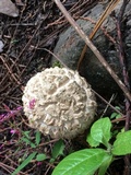 Boletellus ananas image