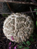 Boletellus ananas image