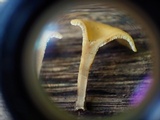 Polyporus guianensis image