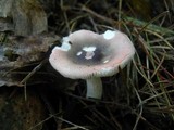 Russula fragilis image