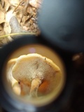 Polyporus guianensis image