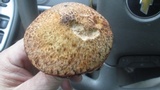 Suillus spraguei image