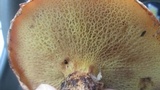 Suillus spraguei image