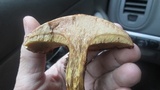 Suillus spraguei image