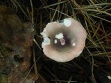 Russula fragilis image