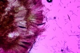 Geoglossum simile image