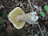 Boletus chippewaensis image
