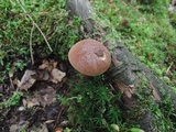 Imleria badia image