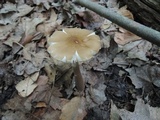 Oudemansiella furfuracea image