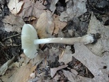 Oudemansiella furfuracea image