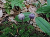 Laccaria amethystina image