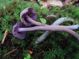 Laccaria amethystina image