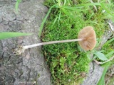 Entoloma conicum image