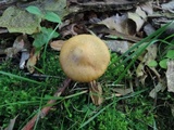Cortinarius distans image