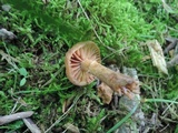 Cortinarius distans image