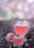 Cookeina tricholoma image