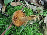 Cortinarius distans image