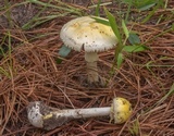 Amanita levistriata image