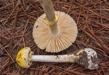 Amanita levistriata image