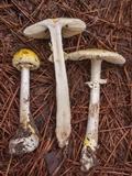 Amanita levistriata image