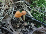 Cuphophyllus pratensis image