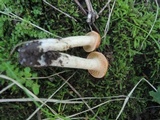 Cuphophyllus pratensis image