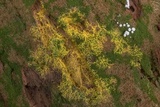 Physarum polycephalum image
