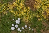 Physarum polycephalum image