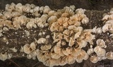 Hemimycena candida image