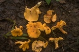 Cantharellus lateritius image