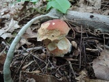 Boletus subcaerulescens image