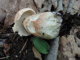 Boletus subcaerulescens image