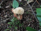 Boletus subcaerulescens image