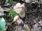 Boletus subcaerulescens image