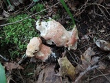 Boletus subcaerulescens image