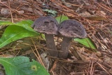 Tylopilus griseocarneus image