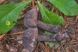 Tylopilus griseocarneus image