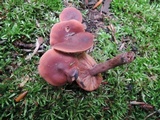 Lactarius camphoratus image