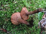 Lactarius camphoratus image