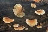 Hohenbuehelia angustata image